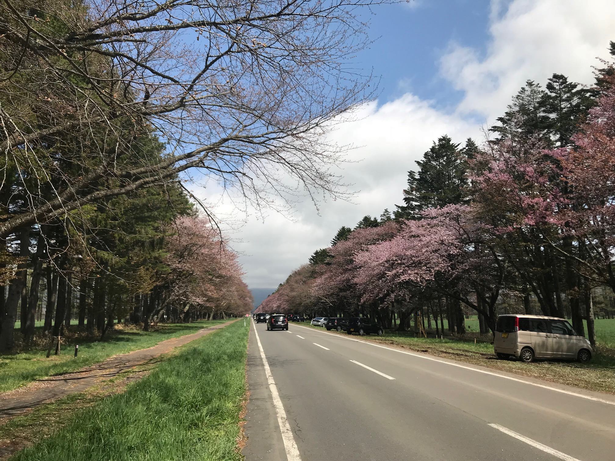 20間道路櫻並木_2.jpg