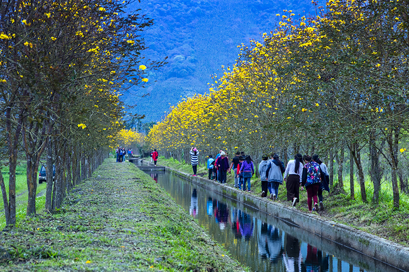 20170323黃花風鈴木秘境-61_拷貝.jpg