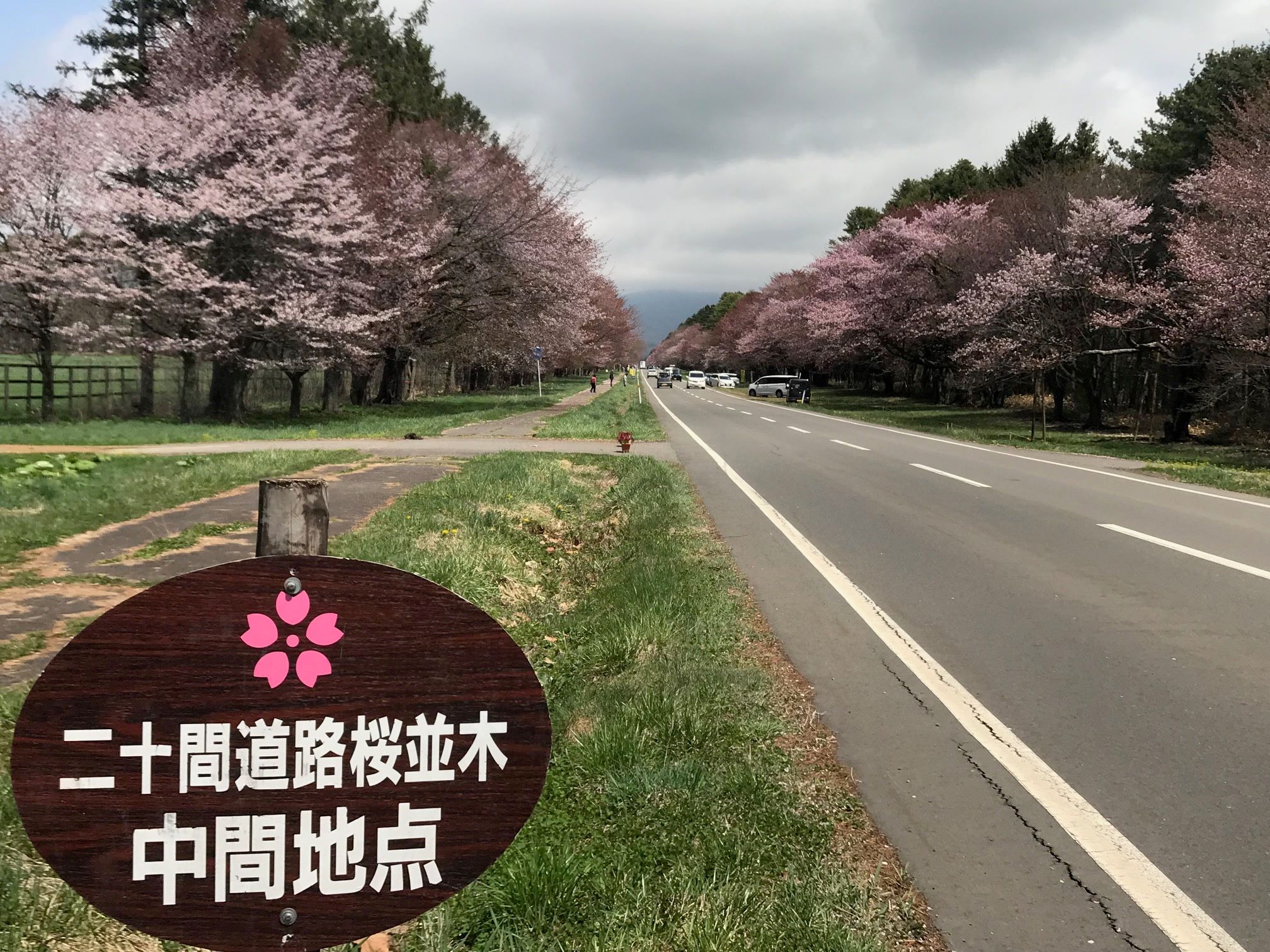 20間道路櫻並木_1.jpg