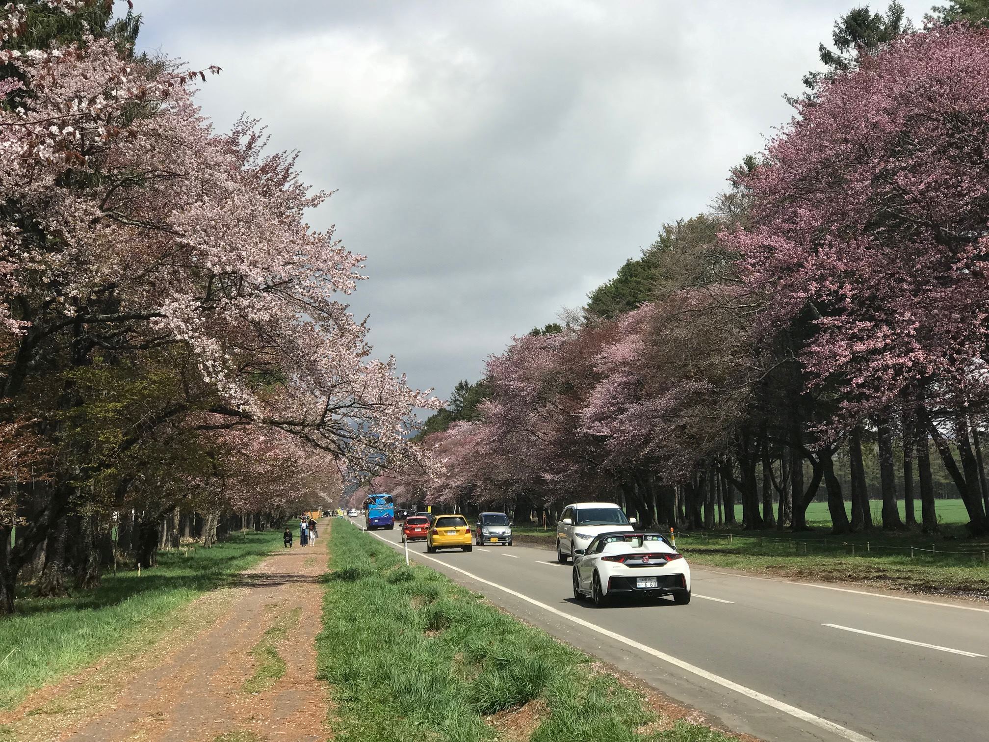 20間道路櫻並木_4.jpg