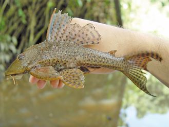 330px-Hypostomus_plecostomus_-_Raphaël_Covain.jpg