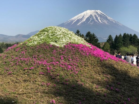 富士芝櫻_5.jpg