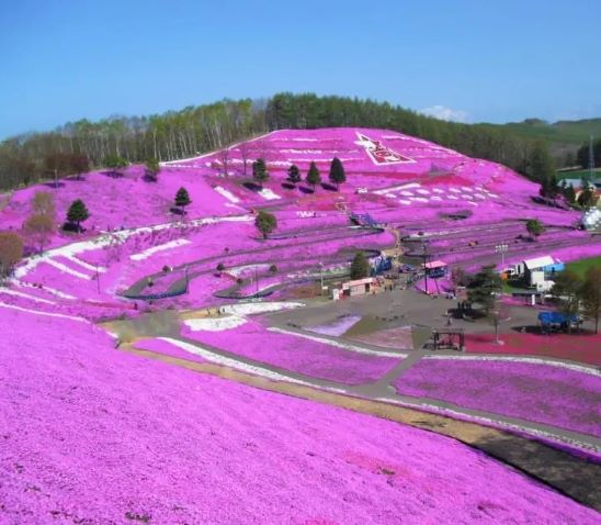 東藻琴特寫_日本旅遊網路媒體MATCHA.jpg