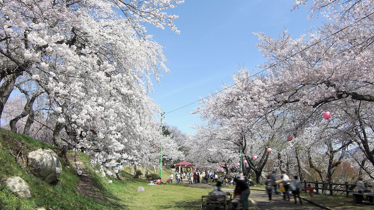 烏帽山公園櫻花_1.JPG