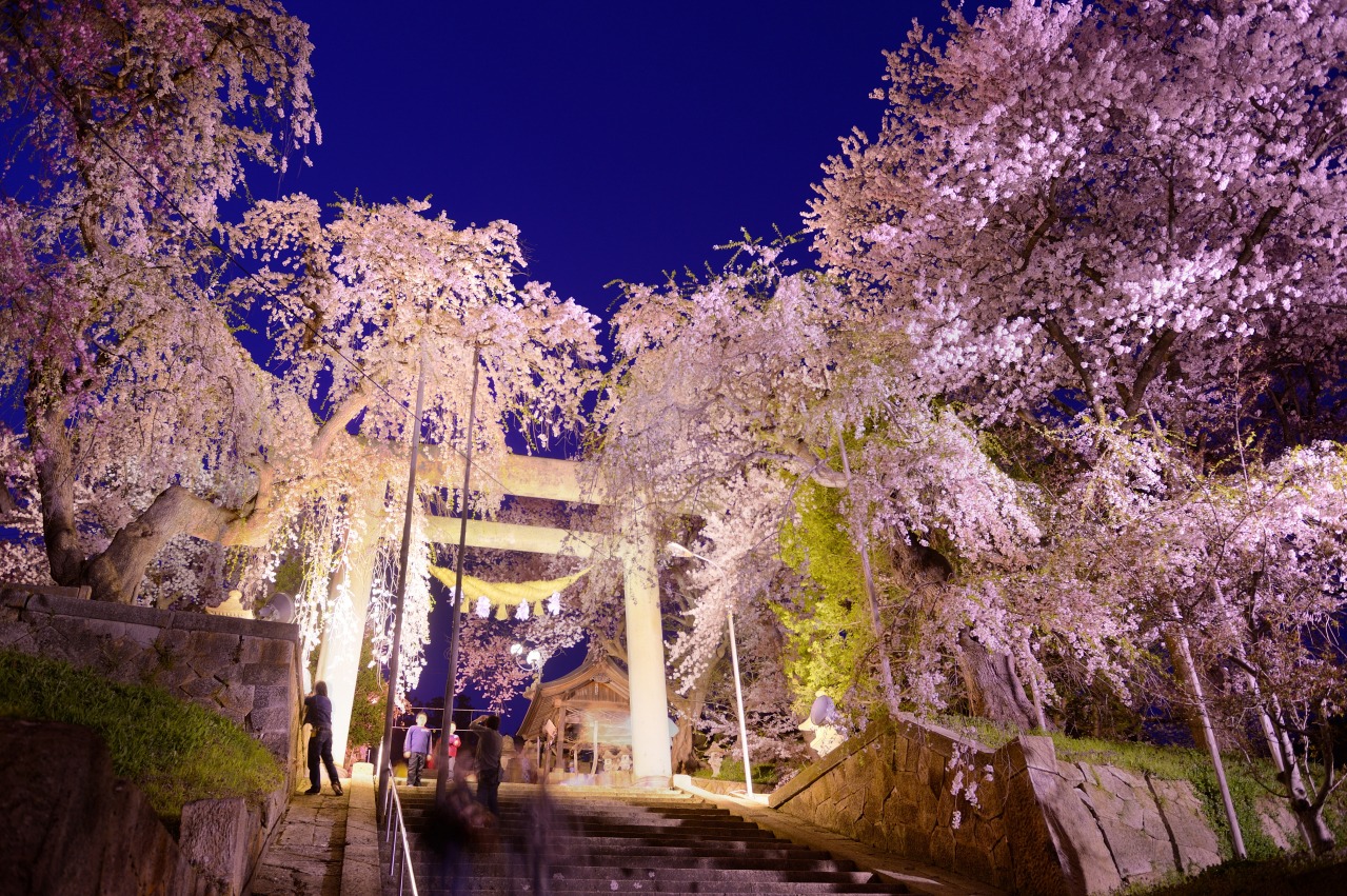 烏帽山公園櫻花_4.jpg