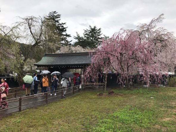 角館櫻花武家垂枝櫻_8.JPG